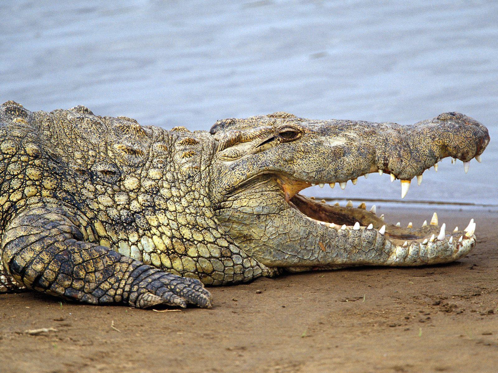 Севастопольские крокодилы  переедут  в  «Тайган»