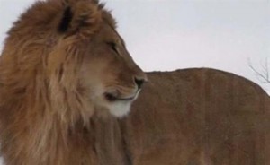 Папа малышей -африканский лев. Кадр из видео ТСН