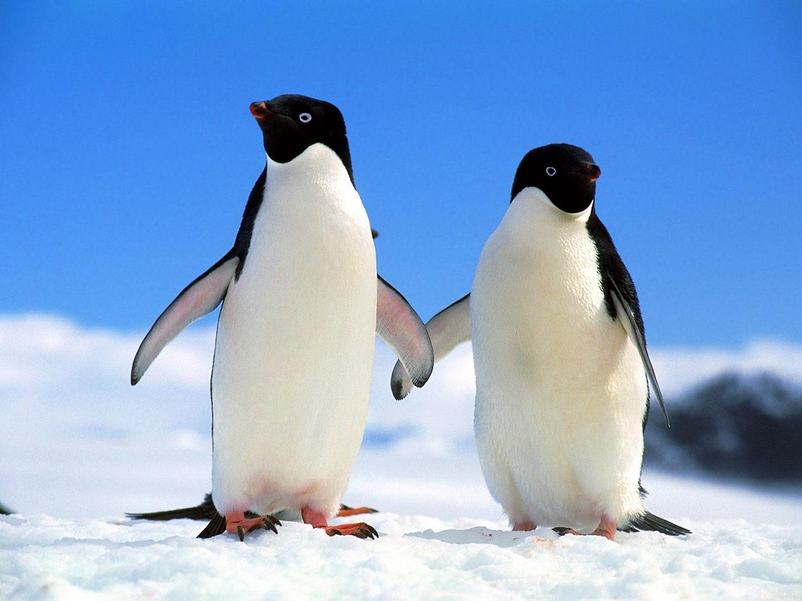 В Крым привезут пингвинов