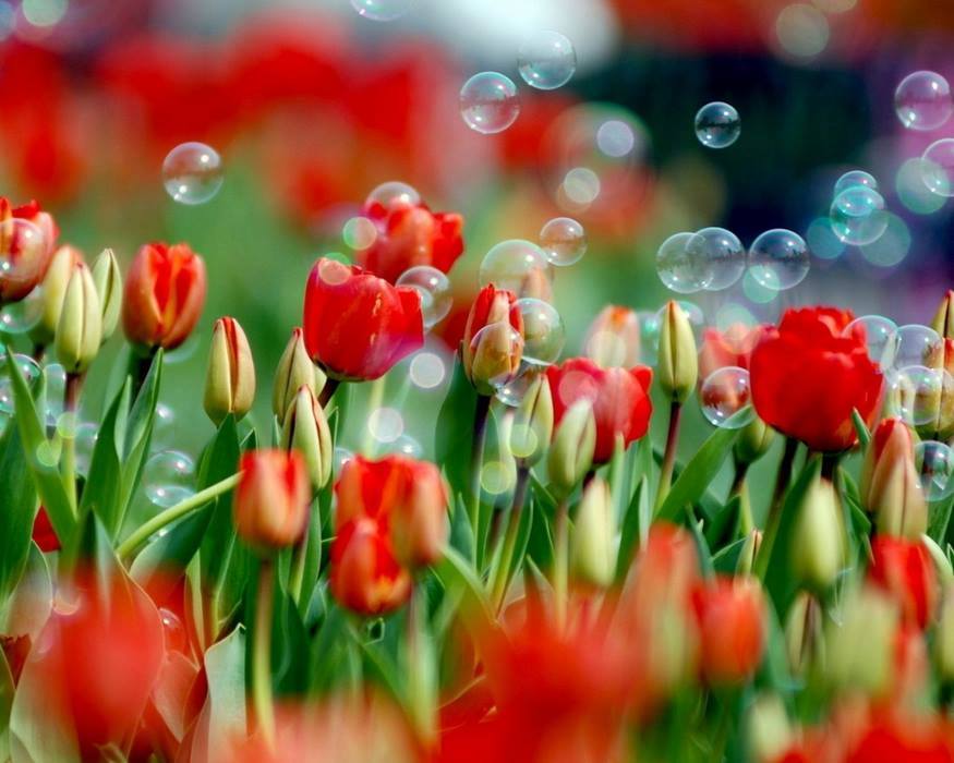 В  Никитском ботаническом саду вскоре откроется выставка тюльпанов