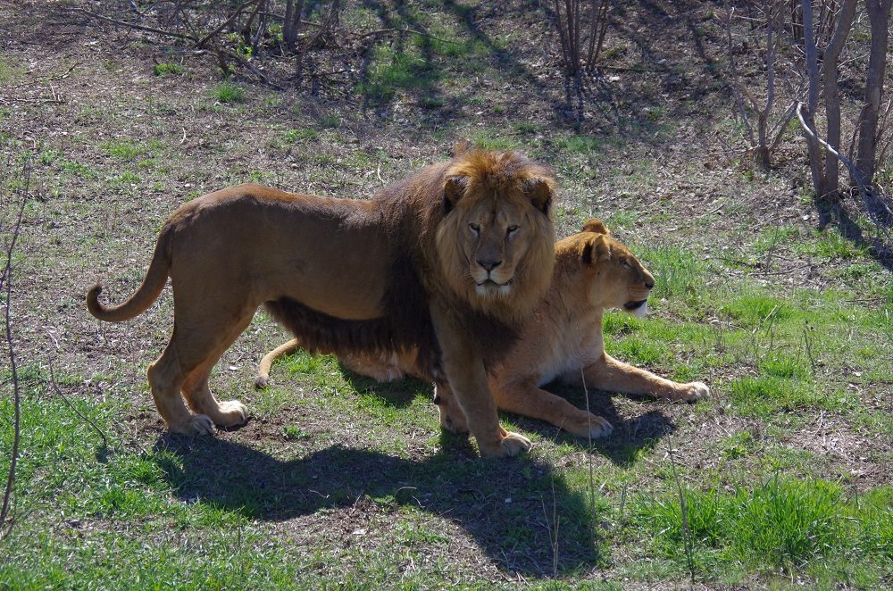 Тайганские  львы встретили Пасху на воле (фото, видео)