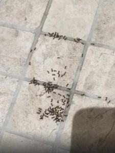 муравьи в гостинице