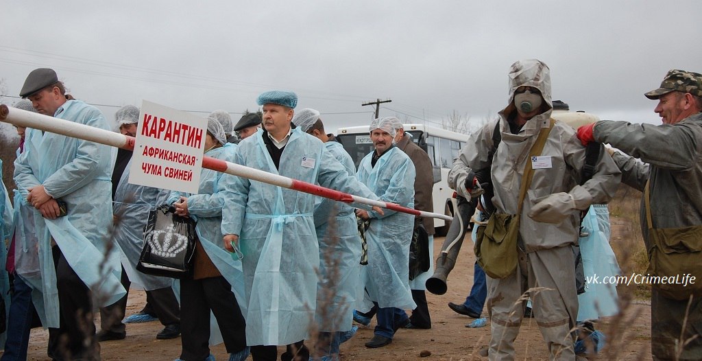 Африканскую чуму в Крым завезли из материковой России
