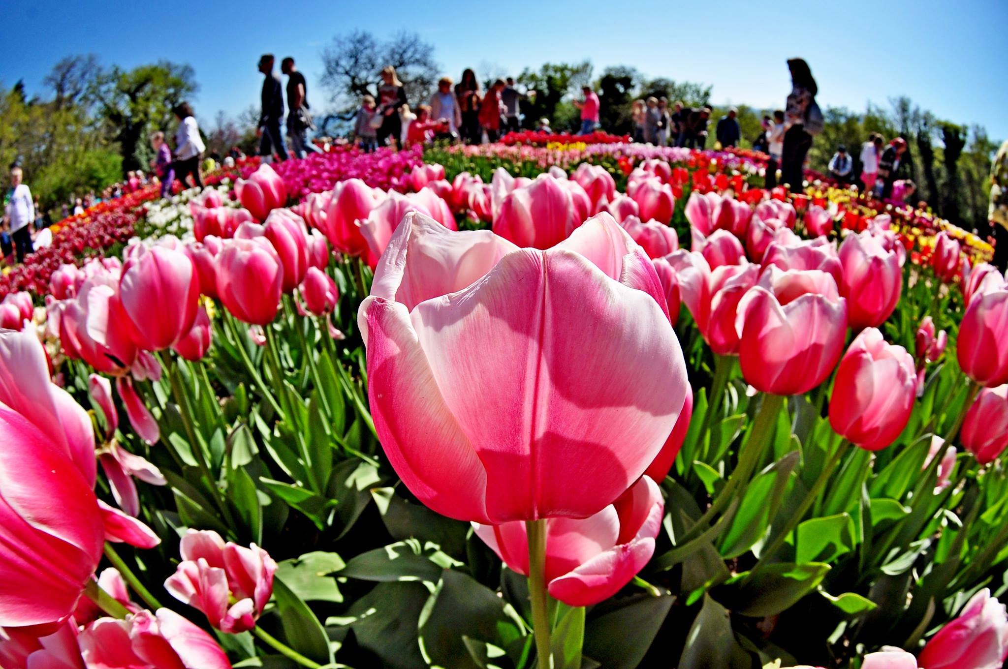 На параде тюльпанов в Крыму покажут сто тысяч цветов