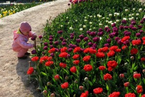 Открытие Парада тюльпанов в Никитском саду