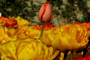 Открытие Парада тюльпанов в Никитском саду3