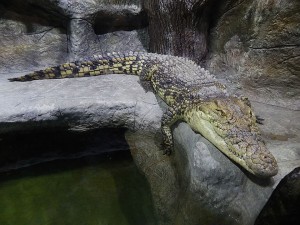 КРЫМСКИЙ ПАТРИОТИЗМ , крокодил