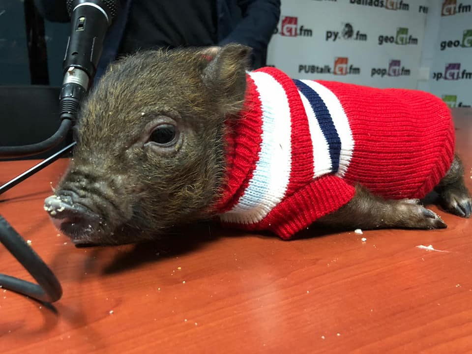Крымская свинка  стала героиней Русского радио