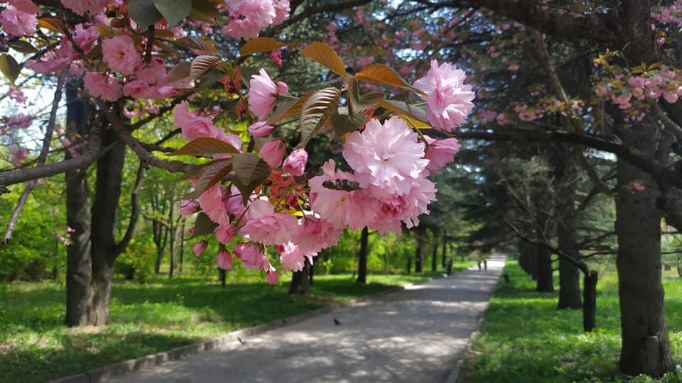 В Симферополе цветет сакура