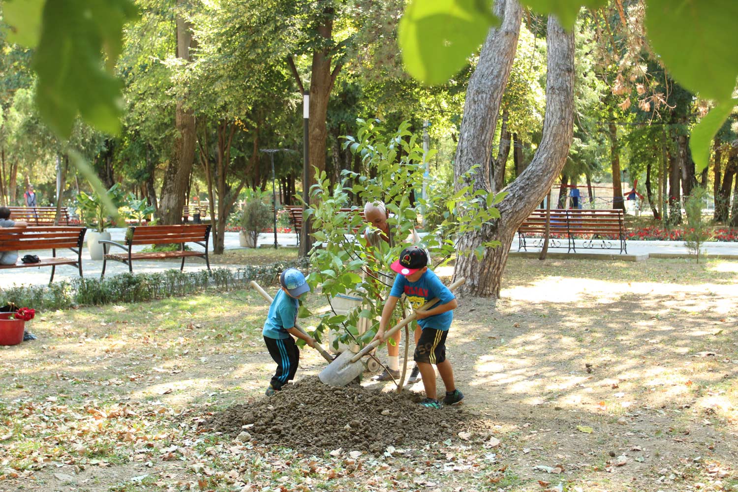 «Семейное дерево» для Детского парка